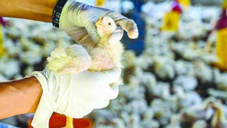 Tiongkok Mencatat Kematian Pertama akibat Flu Burung H3N8