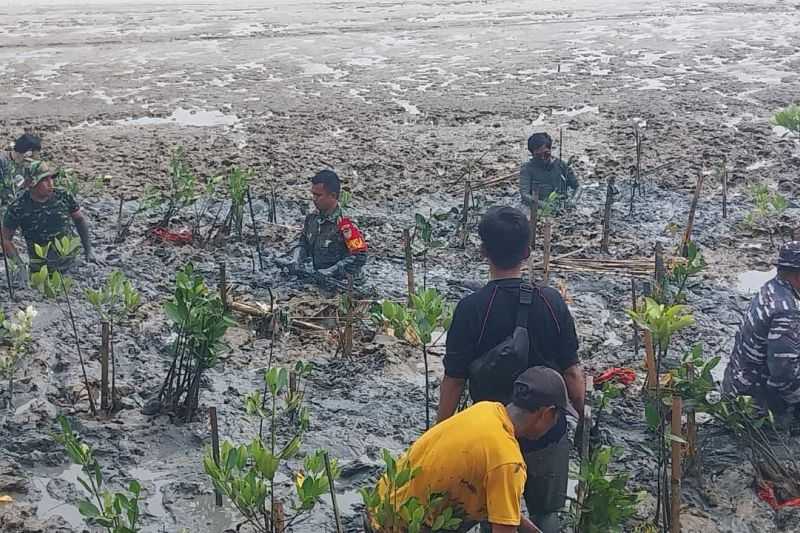 TNI Tanam Seribu Mangrove di Pesisir Pantai Kasemen Kota Serang