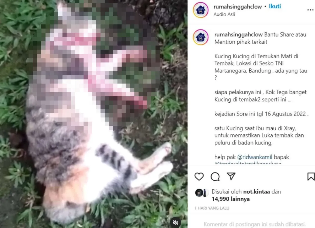 Tragis! Ternyata Brigjen TNI NA Sengaja Tembaki Kucing Liar karena Alasan Mengejutkan Ini