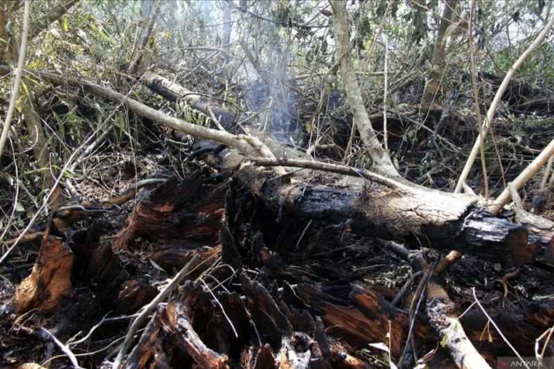 Tujuh Dalang Kebakaran Hutan dan Lahan di Riau Ditangkap