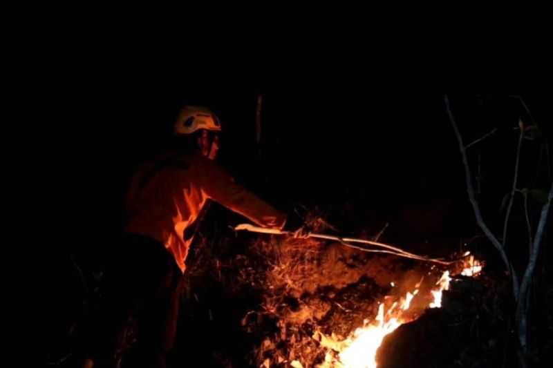 Tujuh Hektare Hutan Jati Hangus Terbakar di Ponorogo
