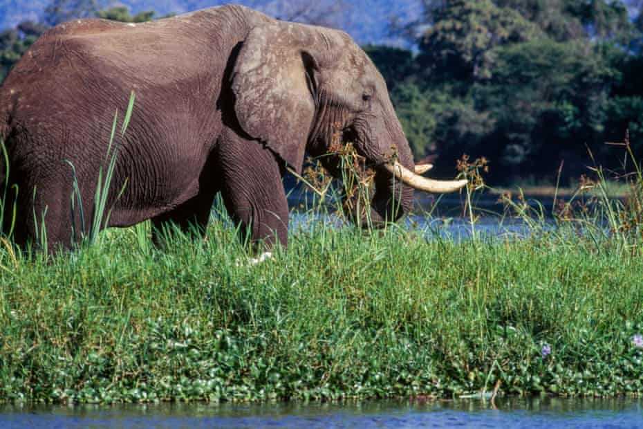 Turis AS Tewas setelah Gajah Menggulingkan Kendaraan Safari di Zambia