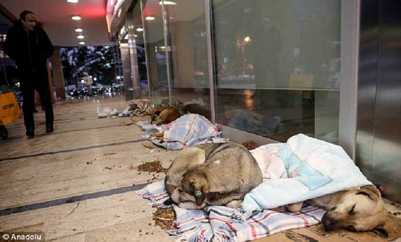 Turki Perdebatkan Nasib Jutaan Anjing Liar