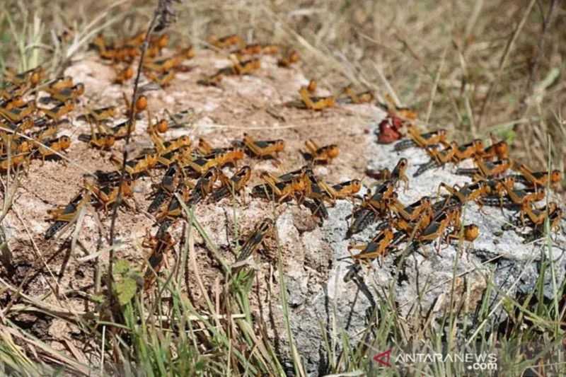 UGM Sebut Predator Alami Solusi Tekan Serangan Hama Belalang di Sumba