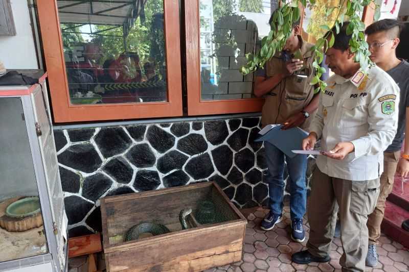 Ular King Cobra yang Patuk Tuannya Hingga Tewas di Trenggalek Diserahkan ke Panji Petualang