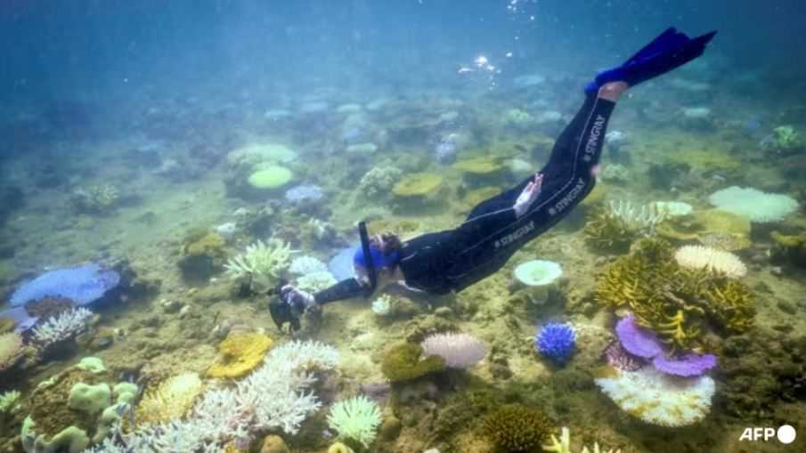 UNESCO Desak Australia Lindungi Great Barrier Reef