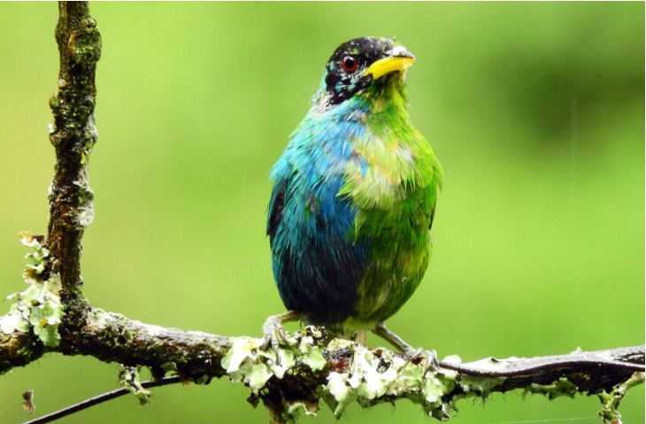 Unik! Burung Langka di Kolombia Setengah Jantan Setengah Betina