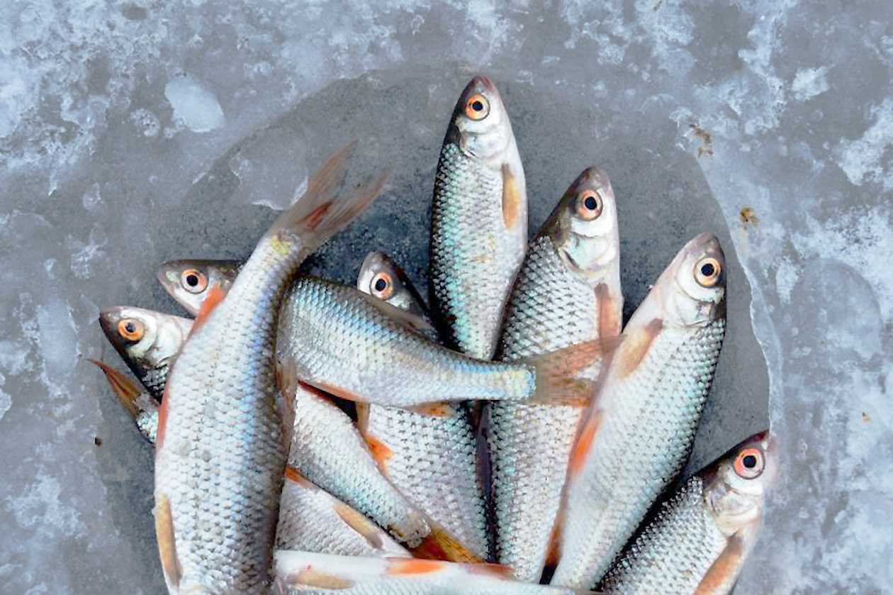 Untuk Bumil, Konsumsi Ikan Bisa Cegah Stunting
