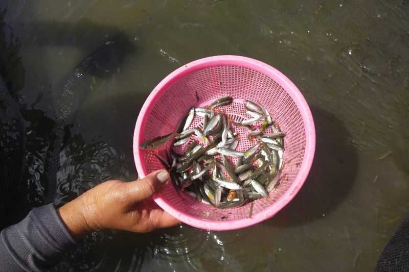 Untuk Menjaga Populasi Ikan Jelawat melalui Restocking, KKP Lestarikan Ikan Endemik Kaya Gizi di Jambi