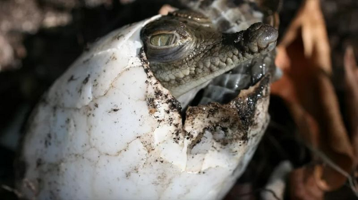 Untuk Pertama Kalinya di Dunia, Seekor Buaya Betina Bisa Membuat Dirinya Hamil Tanpa Peran Buaya Jantan