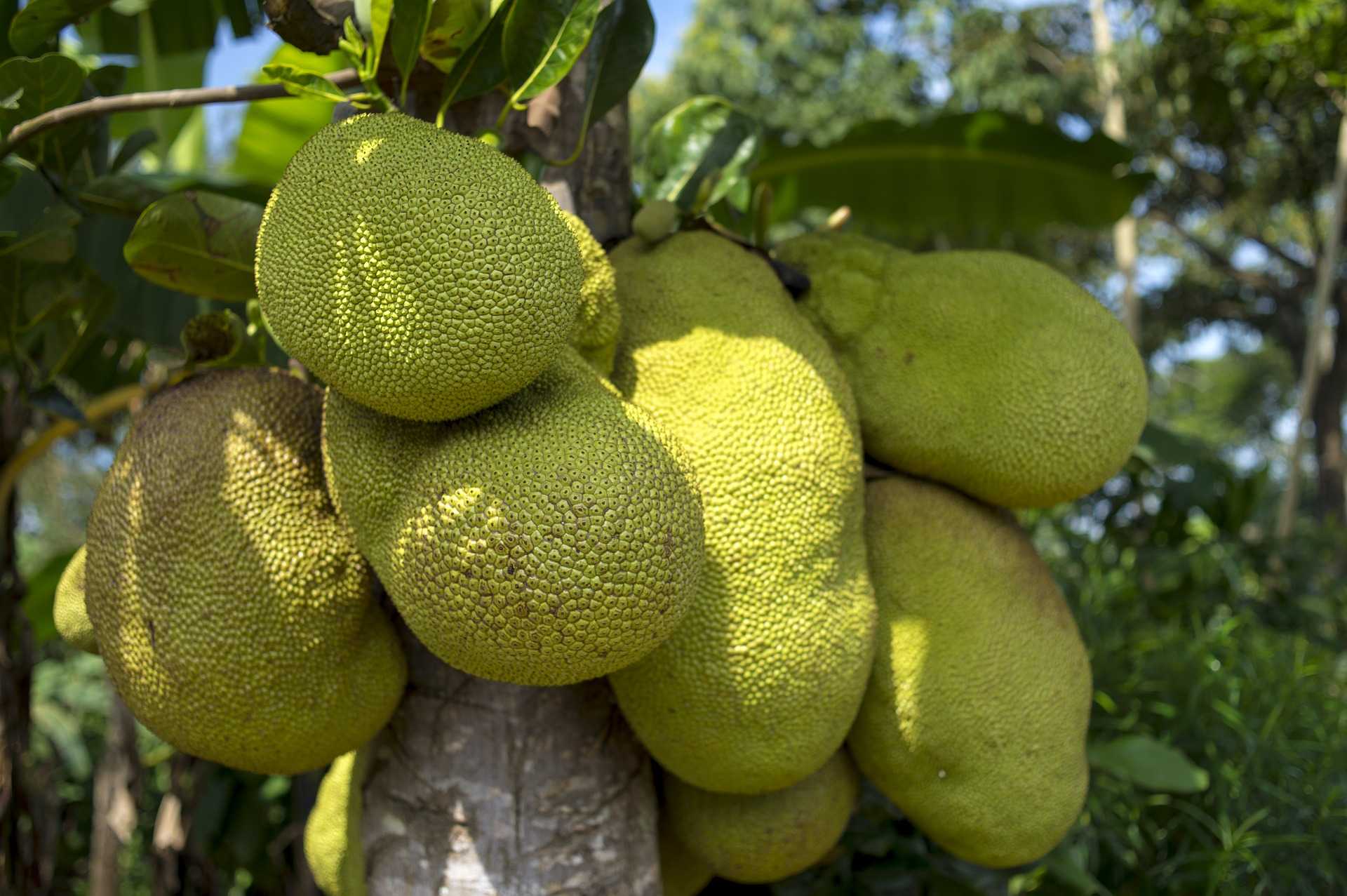 Untuk Sediakan Gudeg Bagi Wisatawan, Yogyakarta Kembangkan 96 Hektare Kebun Nangka