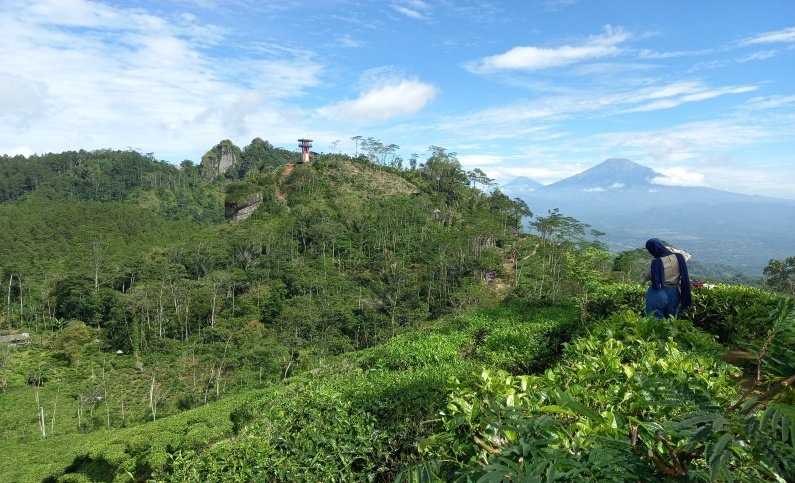 Untuk Tarik Wisatawan, Jalan Menuju Borobudur Highland Samigaluh Dibenahi