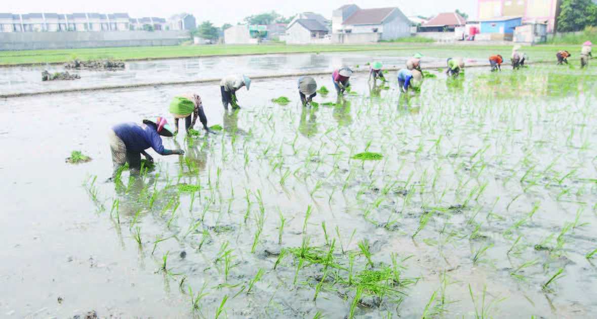 Upah Nominal Harian Buruh Tani November 2021 Naik 0,3 Persen