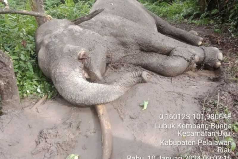 Usut Tuntas, Polda Riau Periksa Pihak Eksternal dan Internal Terkait Kematian Gajah