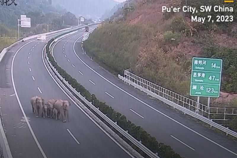 Viral Kejadian yang Mengagetkan Ini, Enam Gajah Liar Jalan-jalan di Tol Yunnan Tiongkok