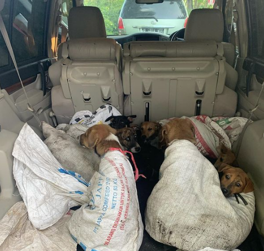 Viral Tempat Penjagalan Anjing di Jogja, Polisi dan Komunitas Penyelamat Berhasil Mengamankan Belasan Karung