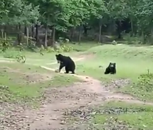 Viral Video Dua Beruang Liar Sedang Bermain Bola Layaknya Manusia, Netizen Menikmati Pertandingan