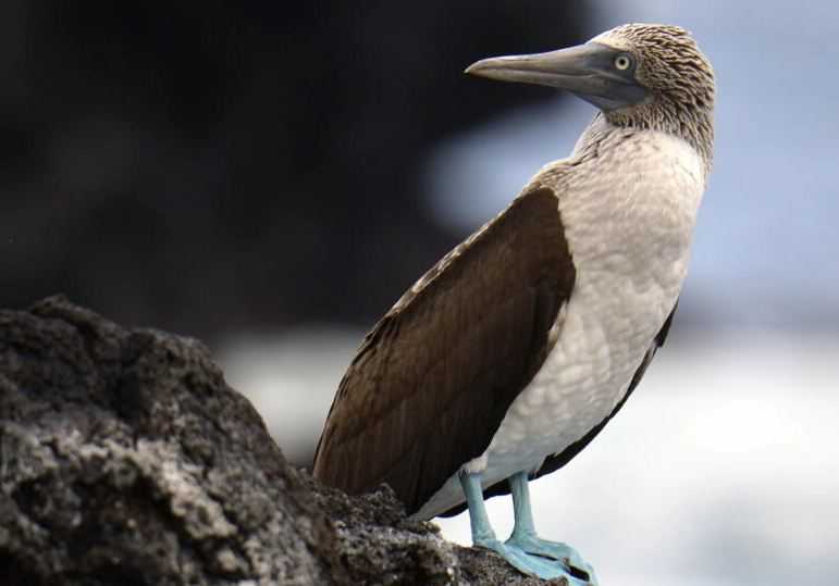 Virus H5N1 Mewabah, Burung-burung Liar di Galapagos Terancam