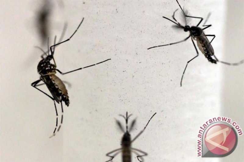 Wabah Covid-19 Belum Selesai Ditangani, Malah Ini Ada Virus Zika di India yang Melonjak
