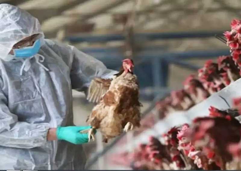 Wabah Flu Burung Menyebar ke 10 Peternakan Unggas di Australia
