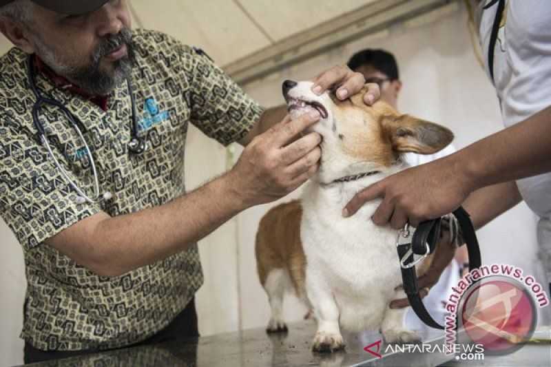 Waduh Banyak Sekali, Riau Temukan 224 Hewan Penular Rabies