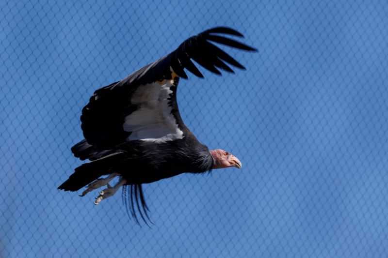 Wah Baru Tahu Nih, Burung Kondor Bisa Berkembang Biak Tanpa Kawin