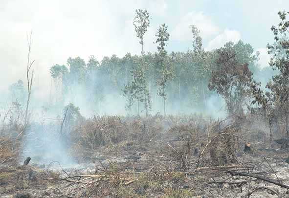 WALHI Kalbar Minta Pemda Sigap Atasi Karhutla