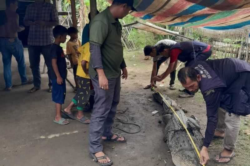 Warga Aceh Tamiang Tangkap Buaya Sepanjang Tiga Meter