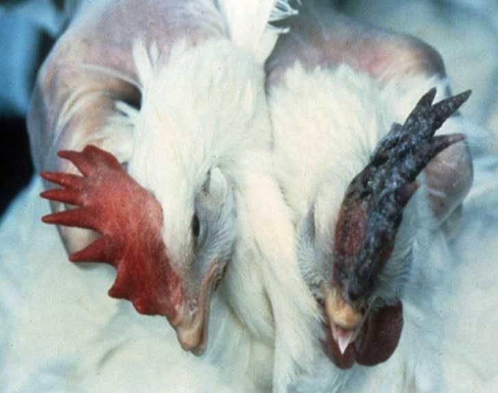 Warga AS Terinfeksi Flu Burung dari Sapi Perah