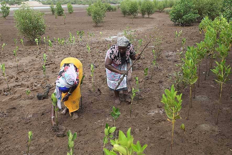 Warga Desa di Kenya Pulihkan Tanah yang Rusak dengan Bakau