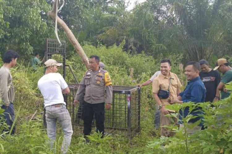 Warga di Kabupaten Ini Diminta Waspadai Serangan Beruang