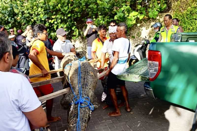 Warga Diminta Waspadai Buaya Muara Lainnya di Sekitar Pantai Legian