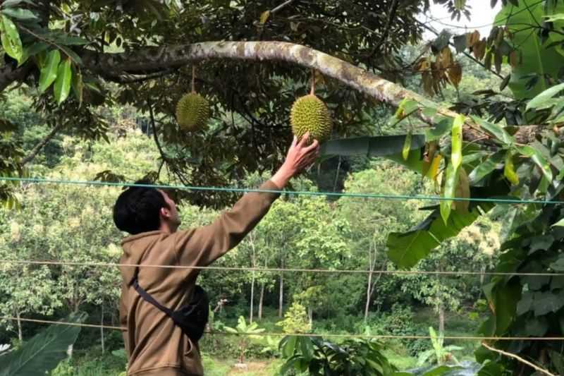 Warga Magetan Kenalkan Durian Varietas Saman Jadi Ikon