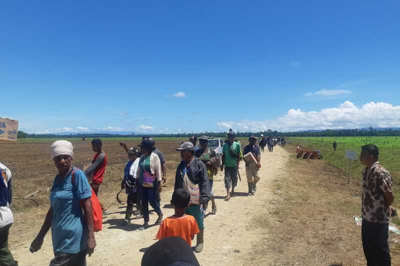 Warga Papua Sambut Kedatangan Jokowi di Food Estate Keerom