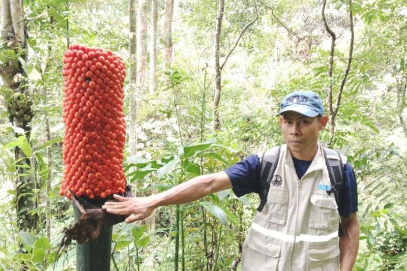 Warga Pasia Laweh Agam Temukan Bunga Bangkai sedang Berbuah