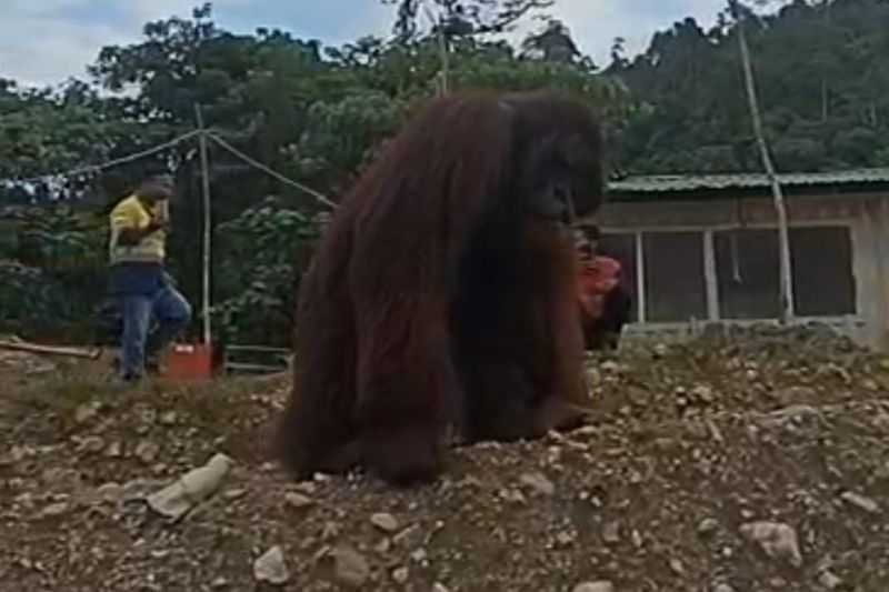 Waspada Berita Bohong, BKSDA Sebut Video Orang Utan Viral di Medsos Bukan di Sultra