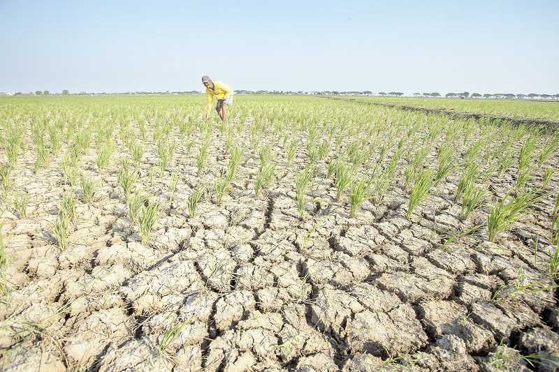 Waspadai Penurunan Produksi Pangan akibat Serangan Hama