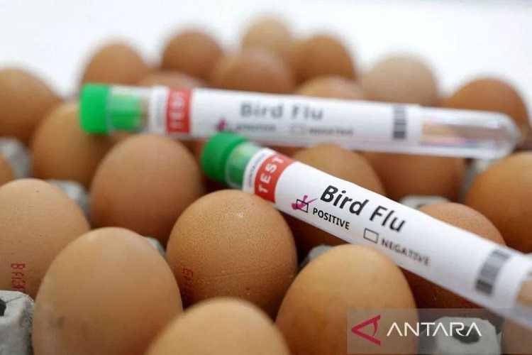 WHO: Dorongan Baru untuk Pengembangan Vaksin Flu Burung mRNA