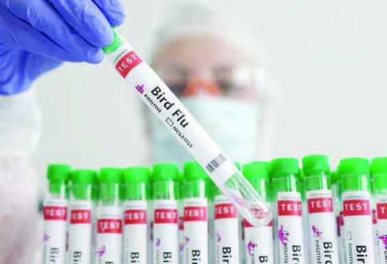 WHO Menganalisis Kasus Flu Burung yang Akibatkan Kematian