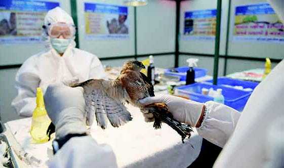 WHO Mengonfirmasi Kasus Flu Burung pada Manusia di India
