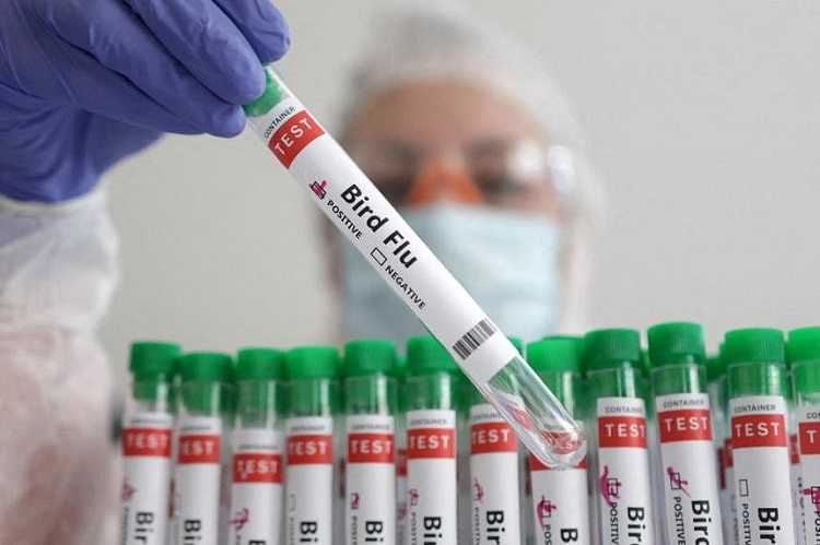 WHO: Satu Orang Meninggal karena Flu Burung H5N2