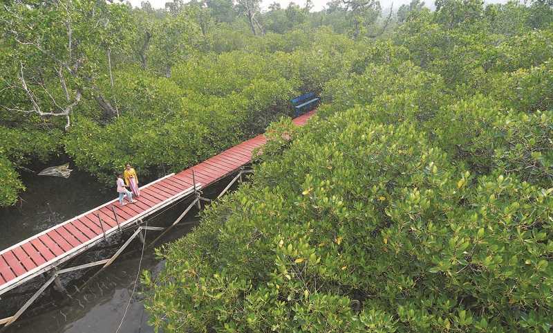 Wisata Hutan mangrove milik desa di Kabupaten Morowali