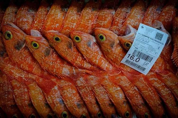 WTO Gagal Capai Perjanjian Penangkapan Ikan