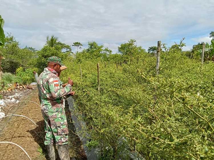 Wujudkan Ketahanan Pangan, Babinsa di Mimika Terus Memberi Motivasi kepada Para Petani