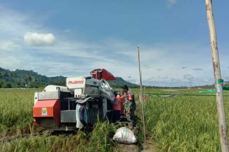 Wujudkan Ketahanan Pangan, Tentara Turun Tangan Bantu Operasikan Mesin Pertanian Padi Pasangkayu