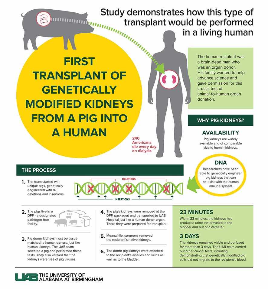 Xenotranplantasi Mengobati Banyak Penyakit