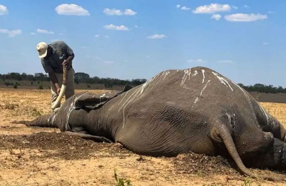 Zimbabwe Dilanda Kekeringan, Puluhan Gajah Mati Kehausan