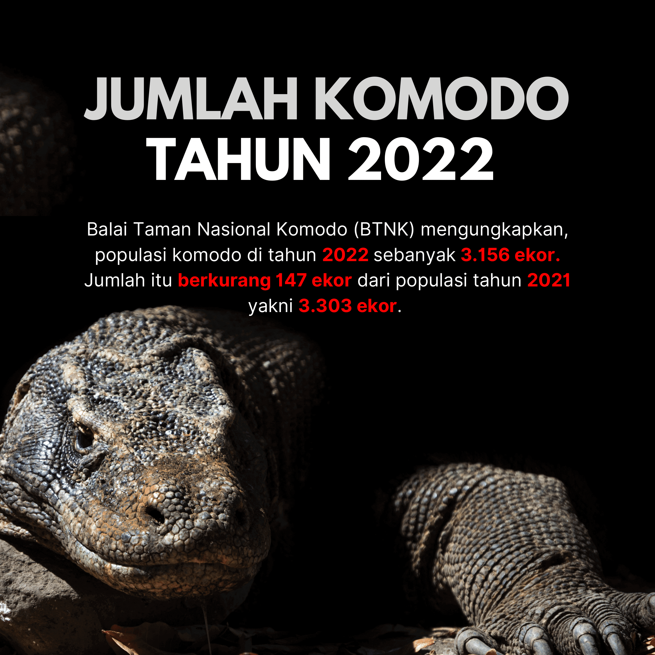 Populasi Komodo Tahun 2022 Alami Penurunan 2