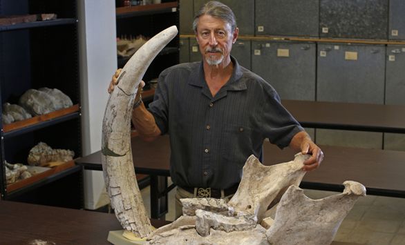 Profesor Peter Houde dari New Mexico State University (NMSU) memperlihatkan fosil gading Stegomastodon yang sudah direkonstruksi. Stegomastodon adalah moyang gajah yang bertaring empat. Menurut penelitian fosil Stegomastodon yang ditemukan berusia 1,2 juta tahun.